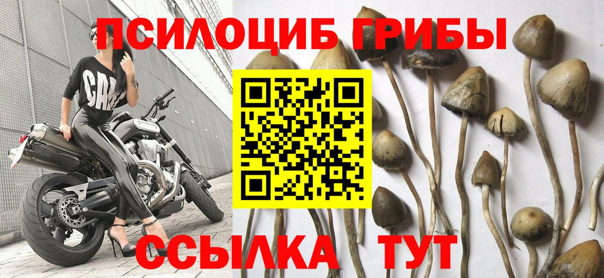 Карачаевск  Псилоцибиновые грибы Psilocybe  Галлюциногенные грибы Cubensis  Вход с VPN 